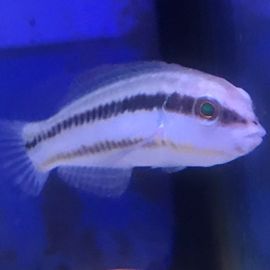 Madulas na Dick Wrasse
