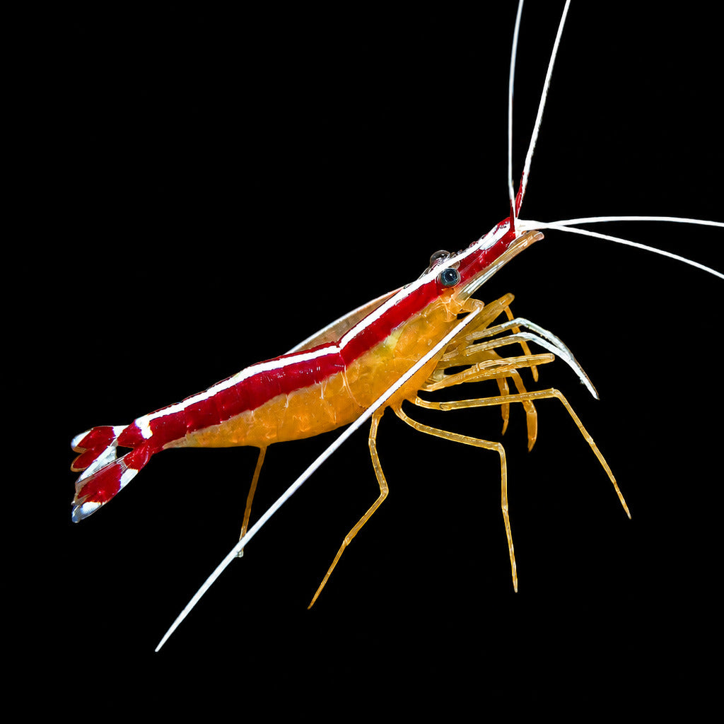 Cleaner Shrimp Lysmata Amboinensis Lg Concrete Blonde Aquatics