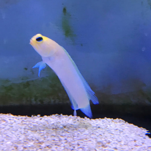 Yellowhead Jawfish