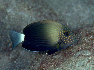 Maculiceps Tang Lg