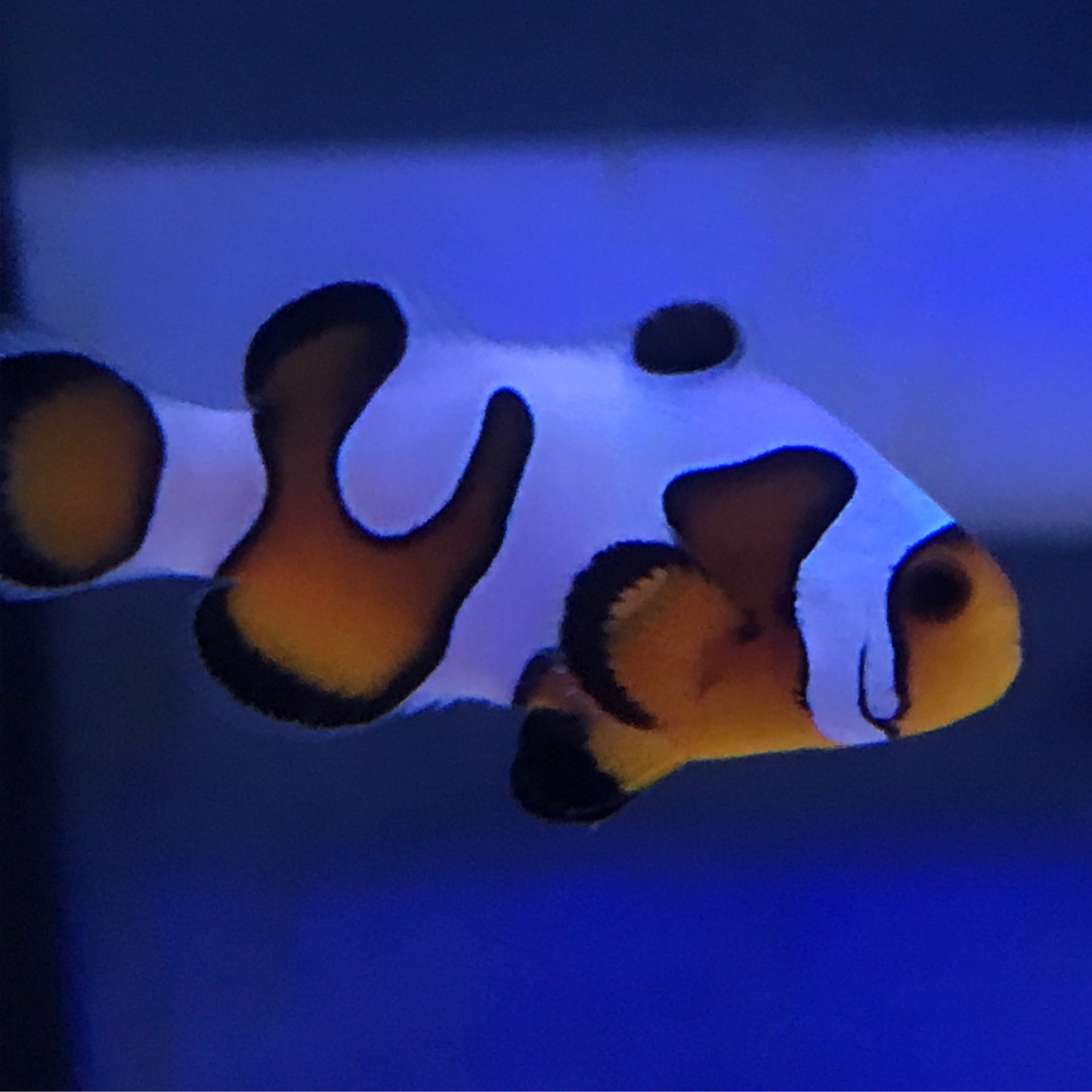 Captive Bred MochaVinci Clownfish Grade A
