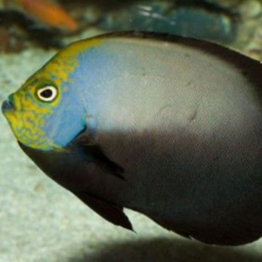 Grey Poma Angelfish