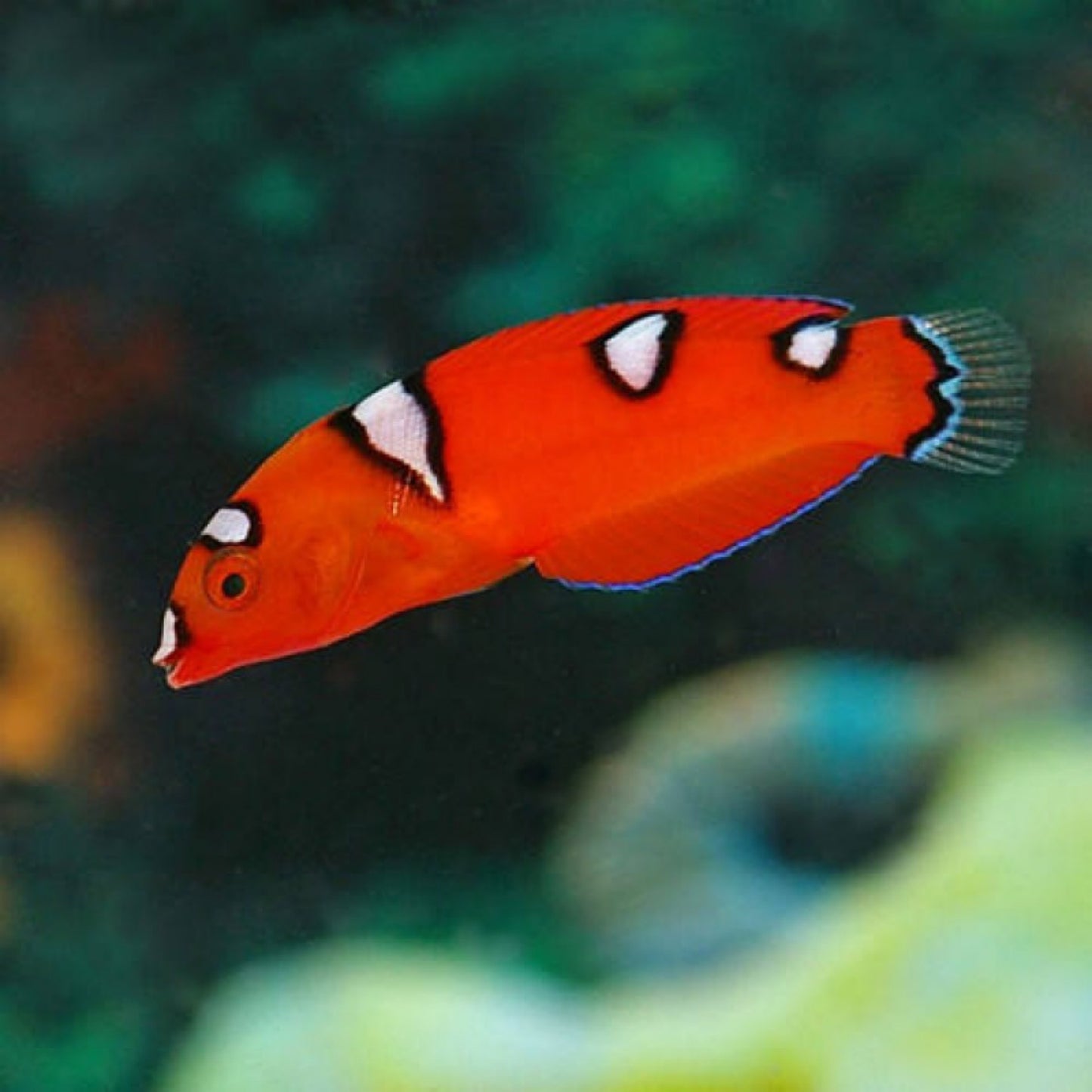 Red coris wrasse juvenile