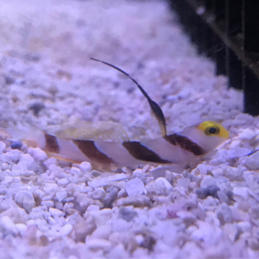 Kumusta Fin Red Banded Goby