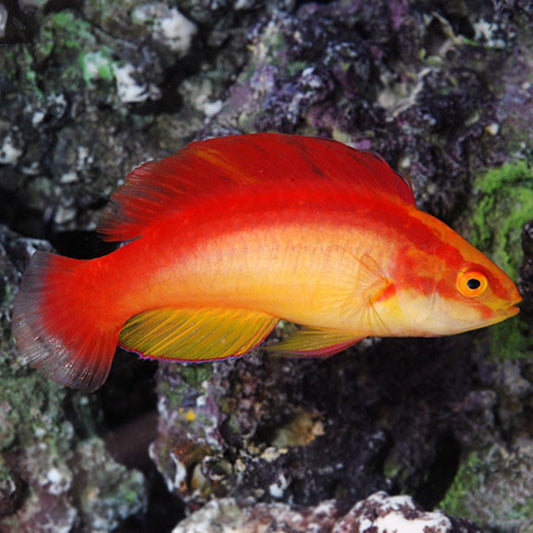 Hawaiian Flame Wrasse