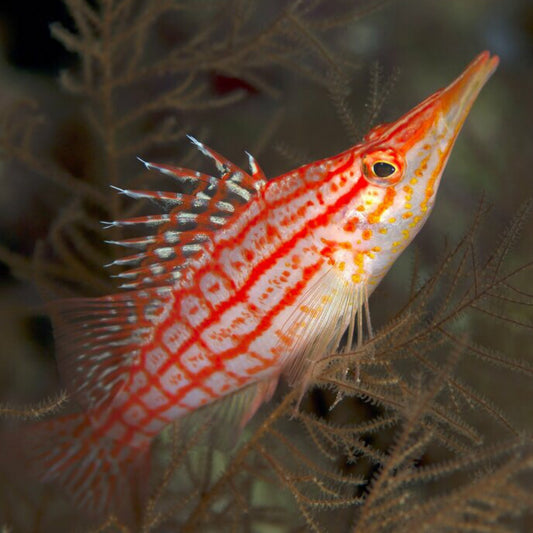 Longnose Hawkfish