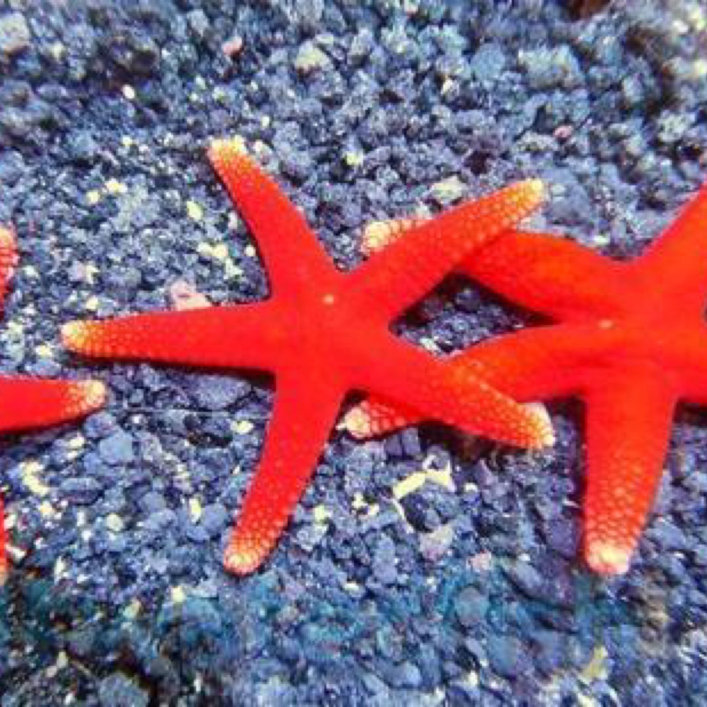 Bali Red Fromia Starfish