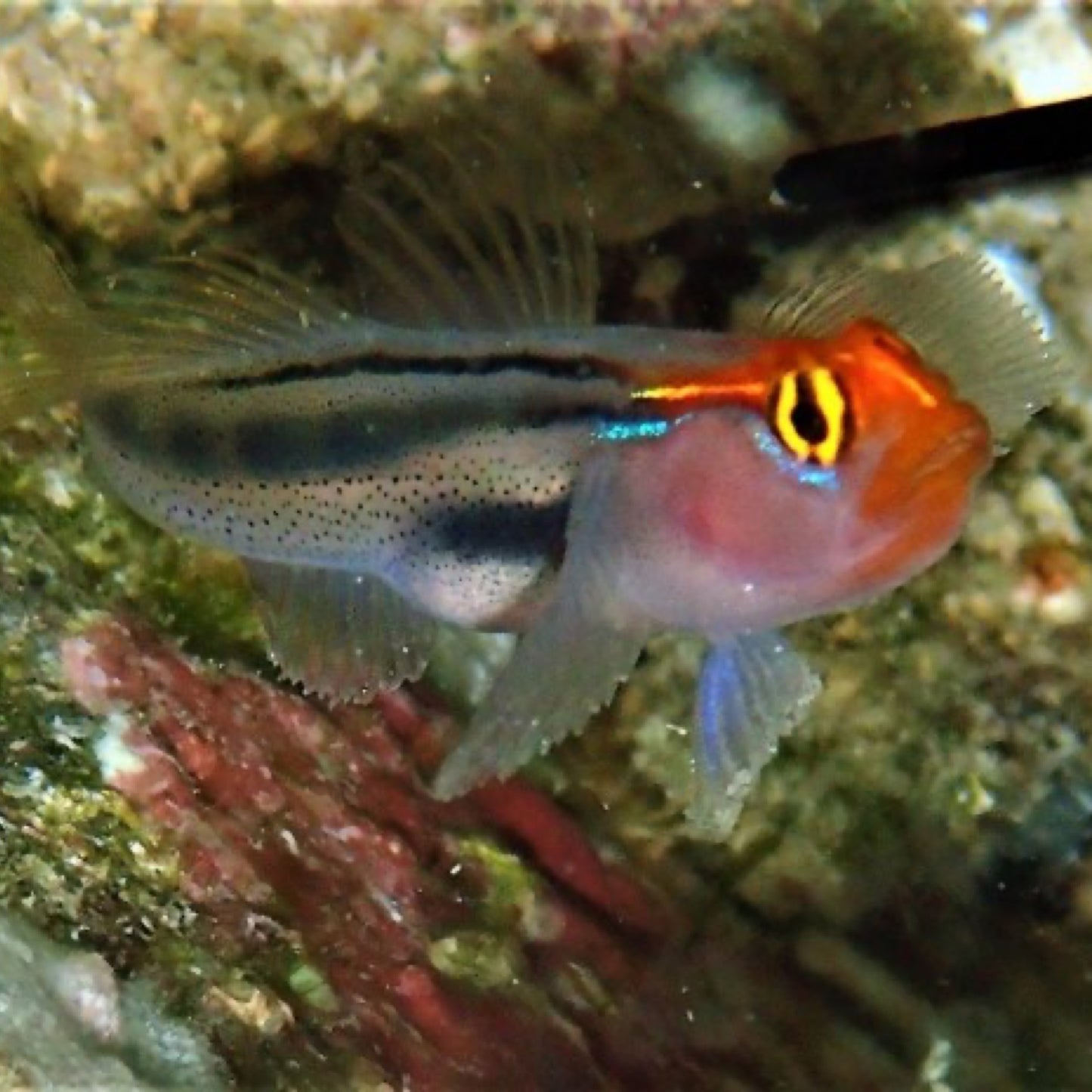 Captive Bred Mexican Red Head Goby TR