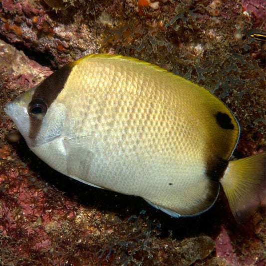 Reef Butterflyfish