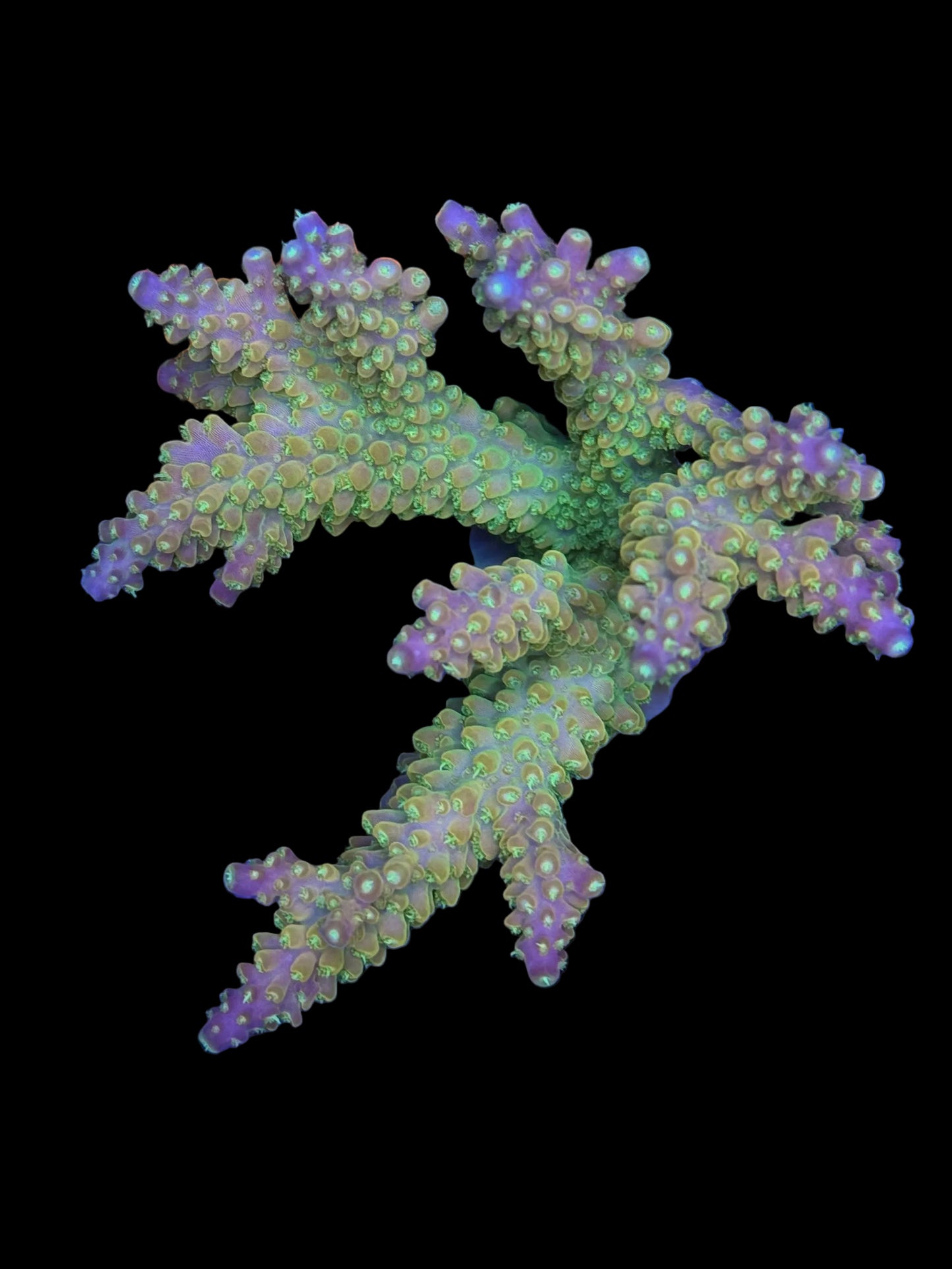 Indo Acropora Wysiwyg 19