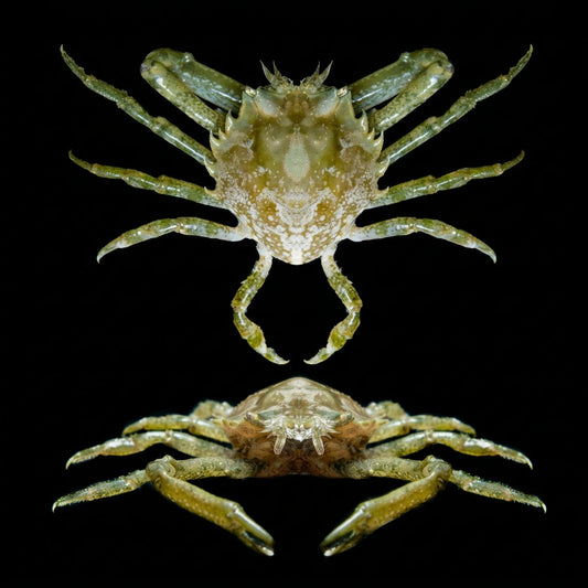Pitho mirabilis Crab Concrete Blonde Aquatics