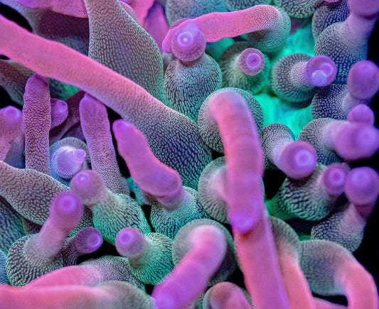 Watermelon Bubbletip Anemone Concrete Blonde Aquatics