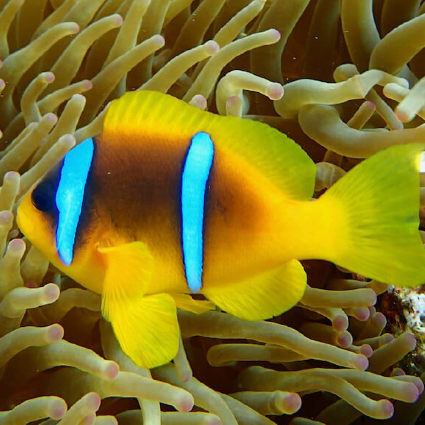 Captive Bred Red Sea Clownfish
