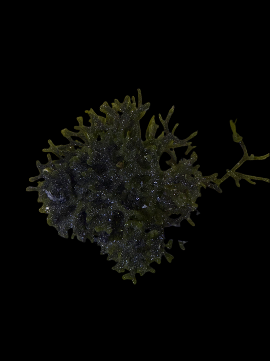 Green Codium Macroalgae