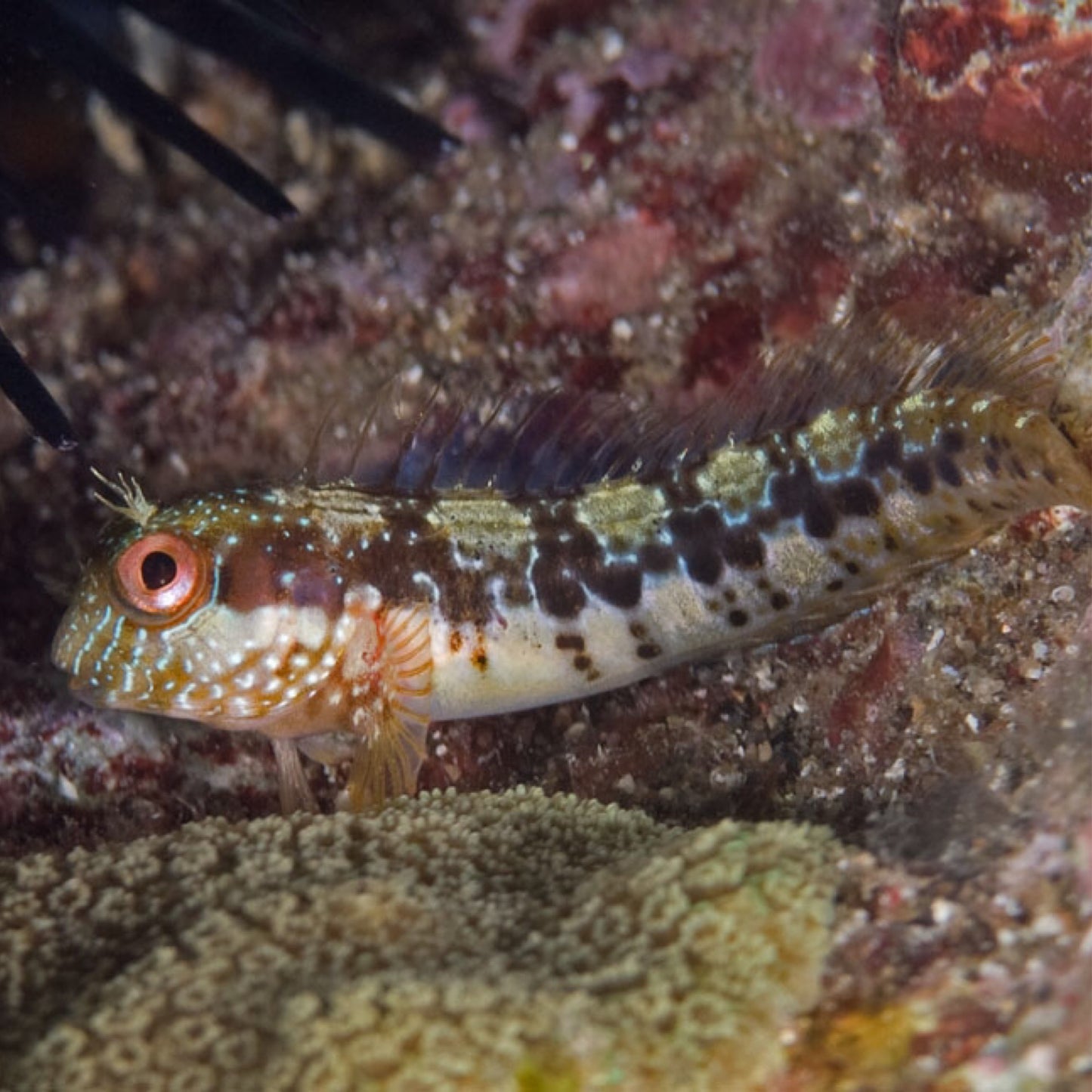 Eyelash Blenny