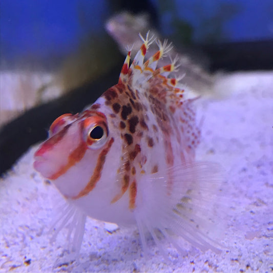 Falco Hawkfish