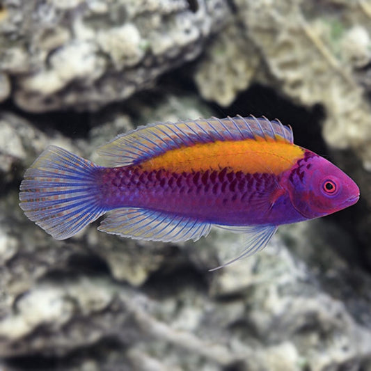 Orange Likod Fairy Wrasse Lalaki