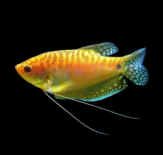 Gold Gourami - Trichogaster trichopterus