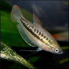 Dwarf Sparkling Gourami