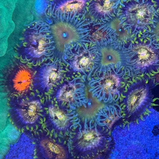 Mixed Zoanthids