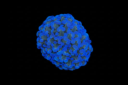 Golden stem Blue tip frammer frags