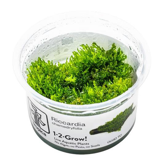 Tropica Riccardia chamedryfolia 1-2-Grow!