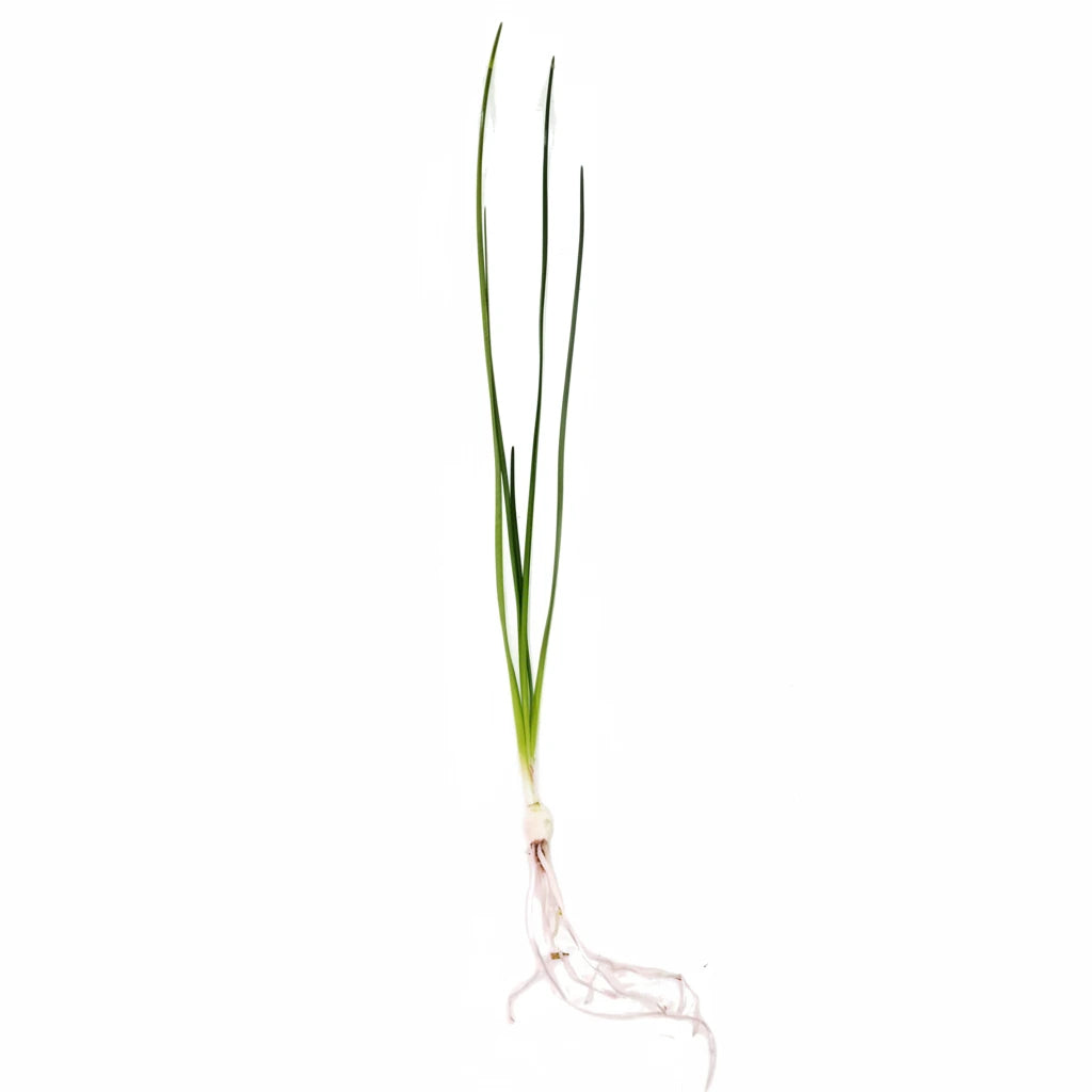 Dwarf Water Onion (Zephyranthes Candida) Afishionados