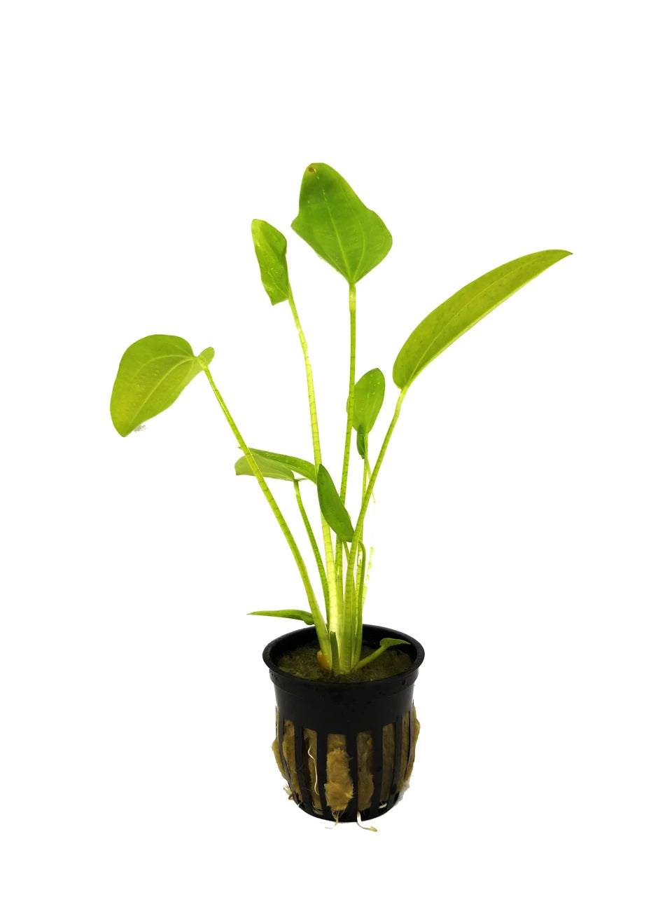 Echinodorus cordifolius 'Radicans' - Broad-Leaved Sword Aquarium Plant