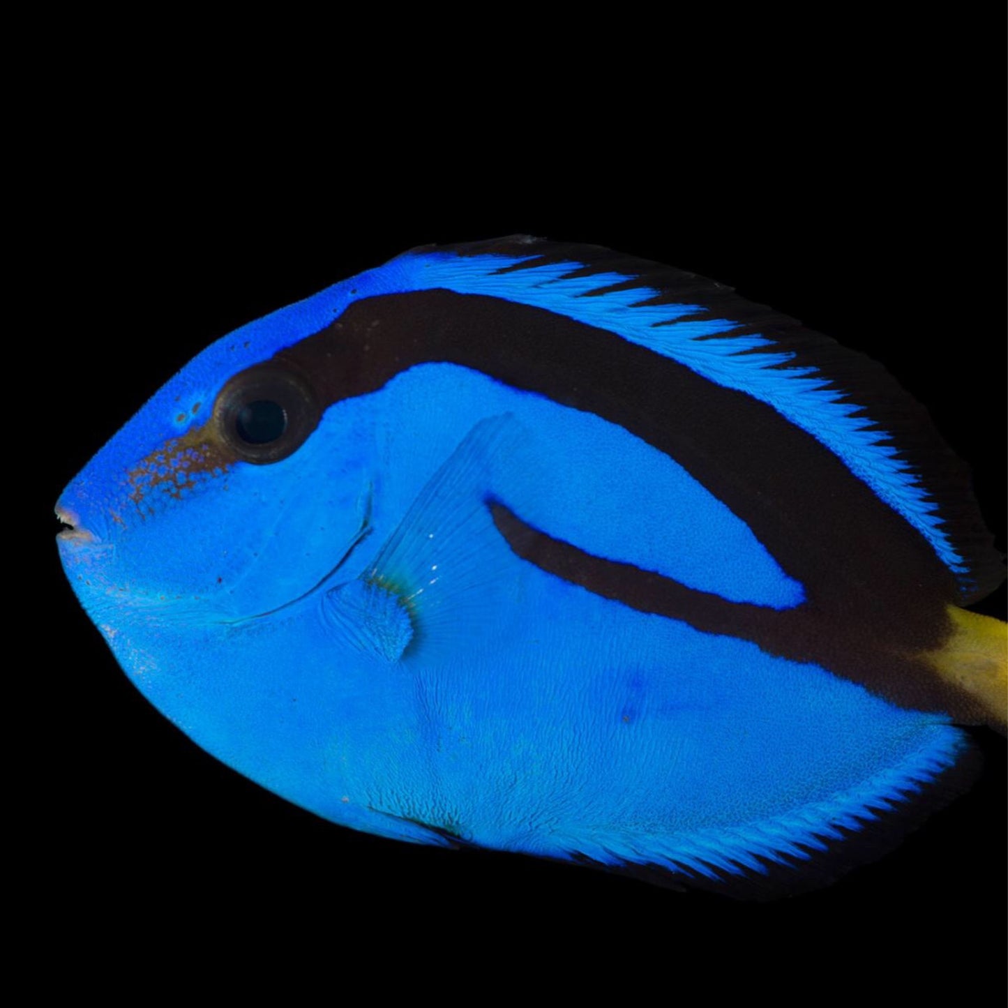 Biota Tank Bred Blue Hippo Tang 2-2.5