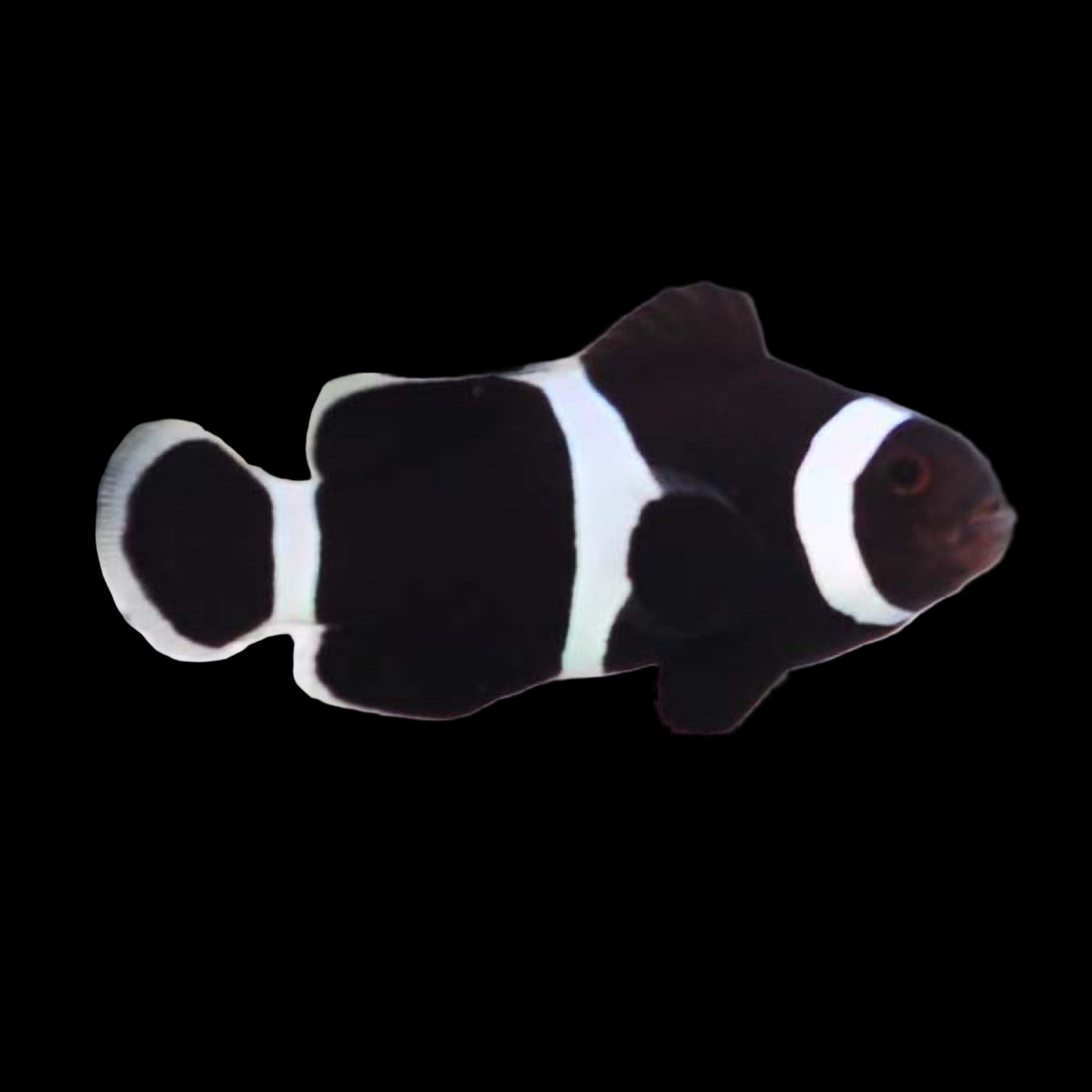 Captive Bred Black Darwin Ocellaris Clownfish