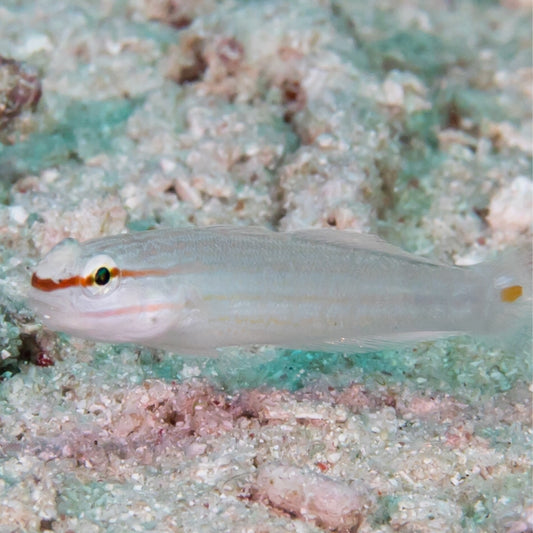 Orange Striped Goby
