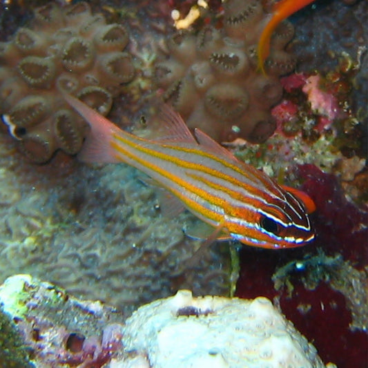 Yellow Striped Cardinal