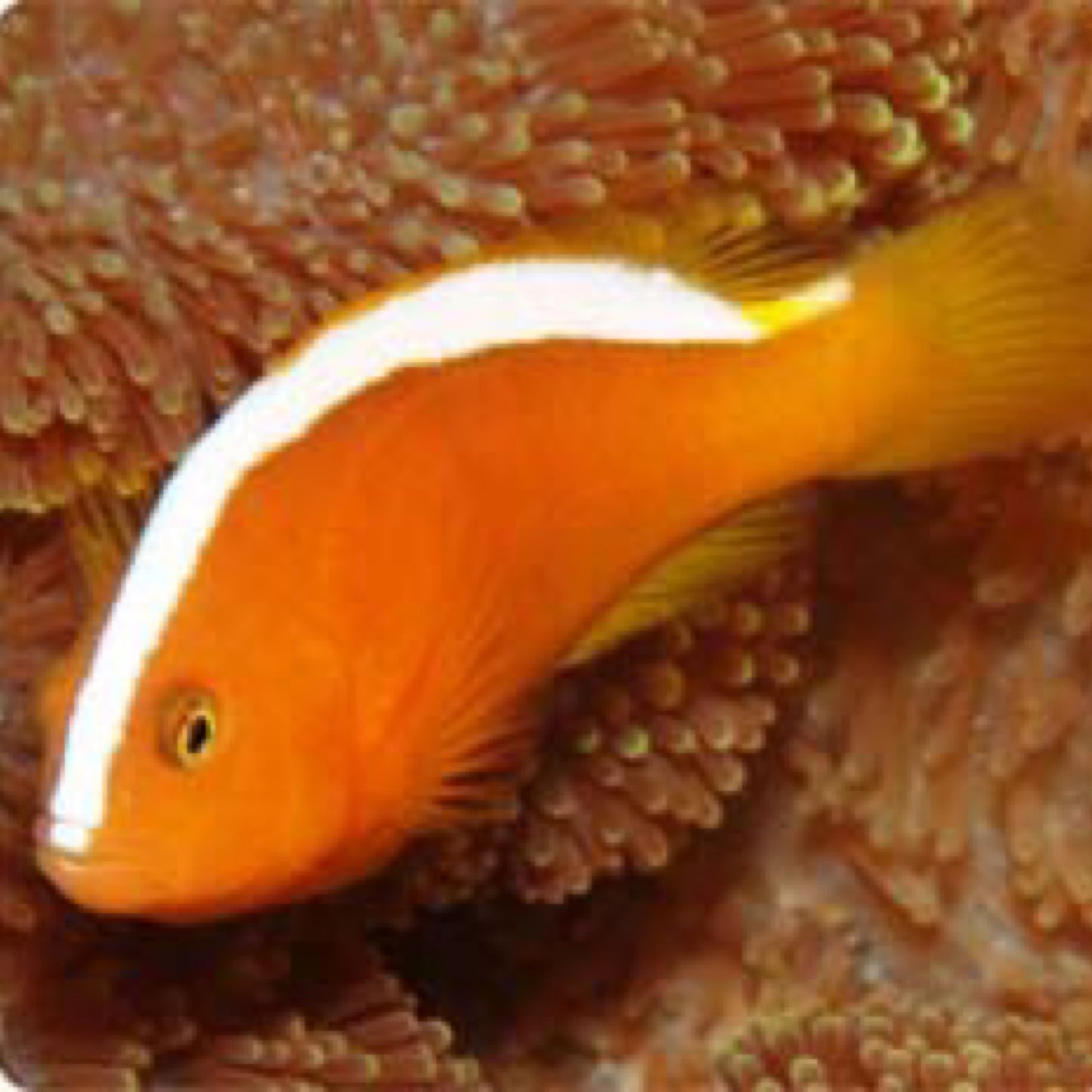 Captive Bred Orange Skunk Clownfish