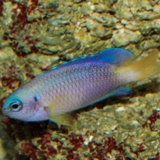 Yellow tail Chromis