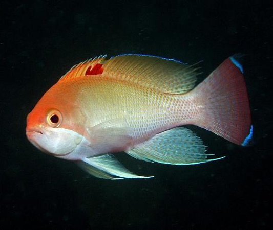 Stocky Anthias