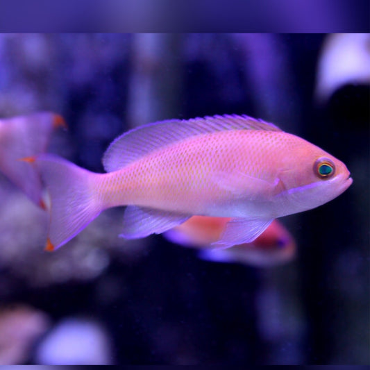 Payat na si Anthias