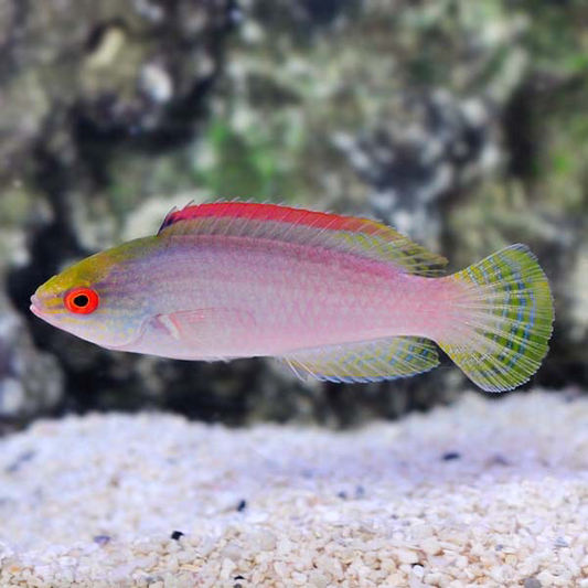Red Margin Fairy Wrasse