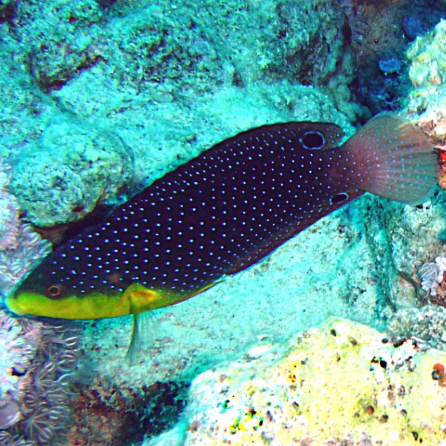 Yellowchest Twist Wrasse