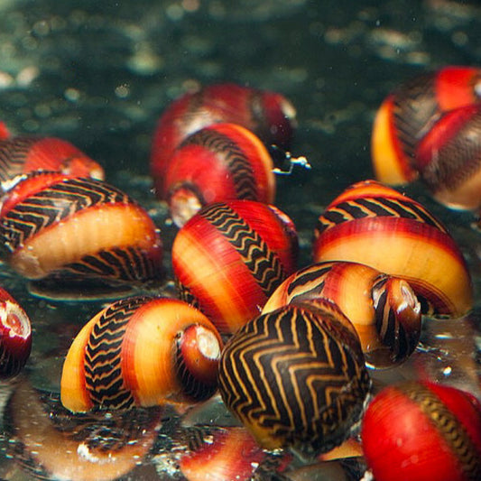 Various Nerite Snails