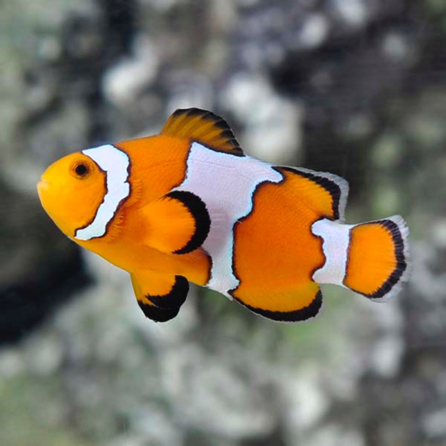 Captive Bred Snowflake Clownfish
