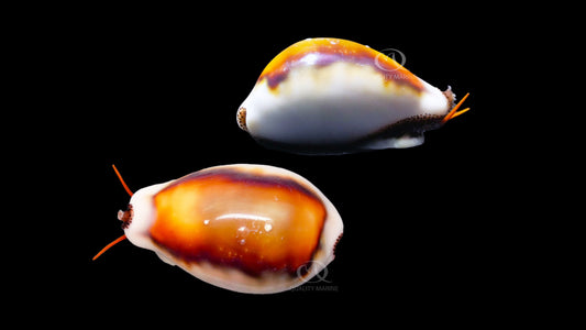 Chestnut Cowrie