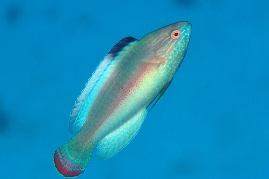 Red Margin Fairy Wrasse