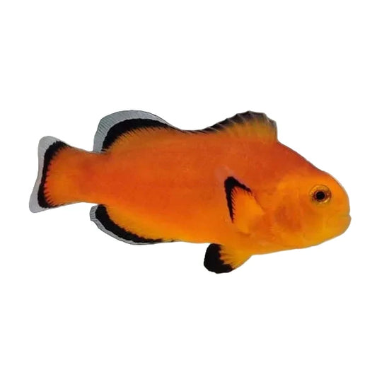 Captive Bred Naked Clownfish