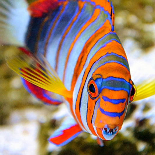 Harlequin Tusk - Australia