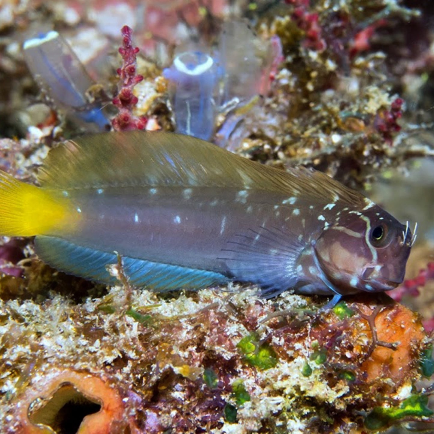 Black Comb tooth Blenny AKA Namiye's coralblenny