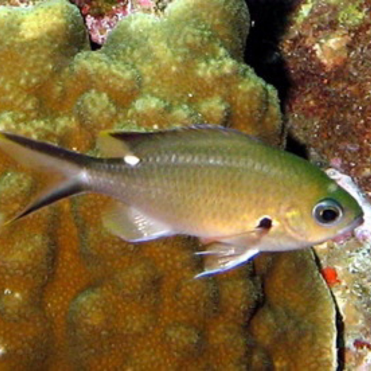 Brown/Green Chromis