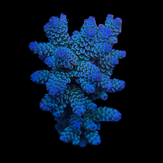 Indo Acropora Wysiwyg 17