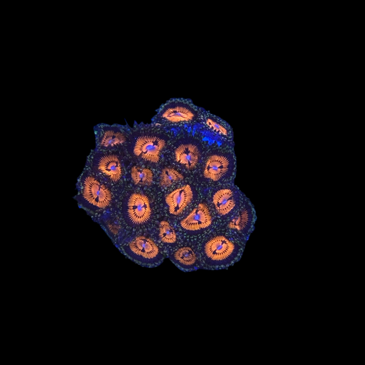 Bloodsucker Zoanthids wysiwyg