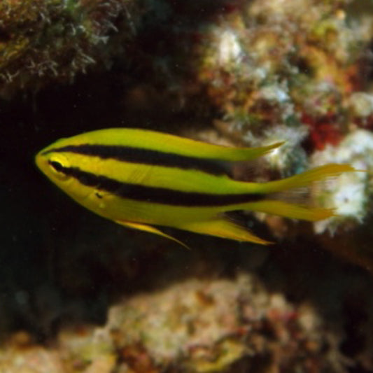 Black and Gold Chromis