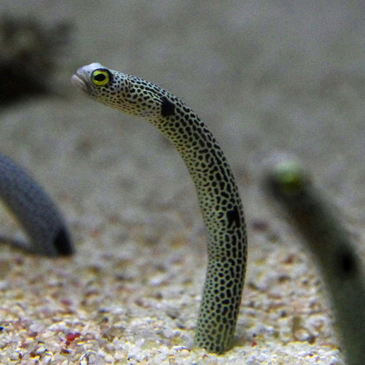 Batik-batik Garden Eel